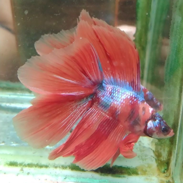 ikan cupang hias aquarium HMDT multi size M