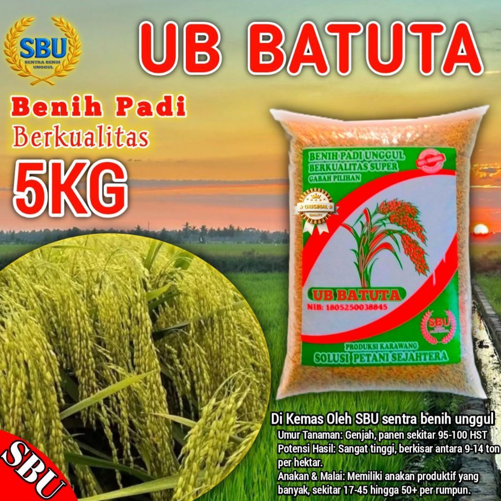 Benih Padi UB BATUTA Kemasan 5kg