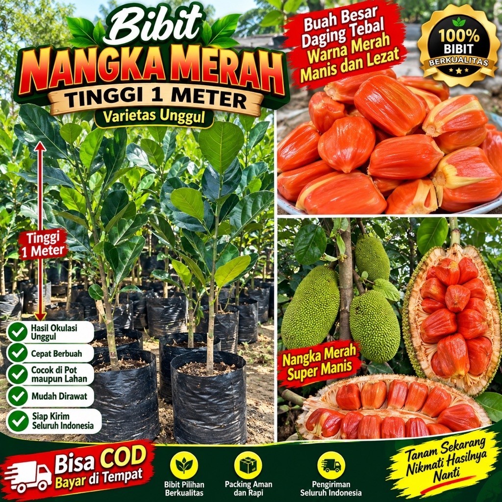 Bibit Nangka Merah Tinggi 1 Meter Batang Besar Siap Berbuah