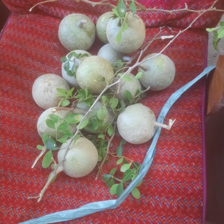 Kawista