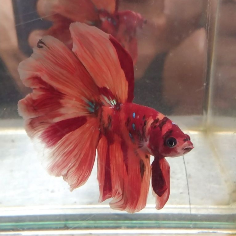 ikan cupang hias aquarium HM Nemo kelasik size L