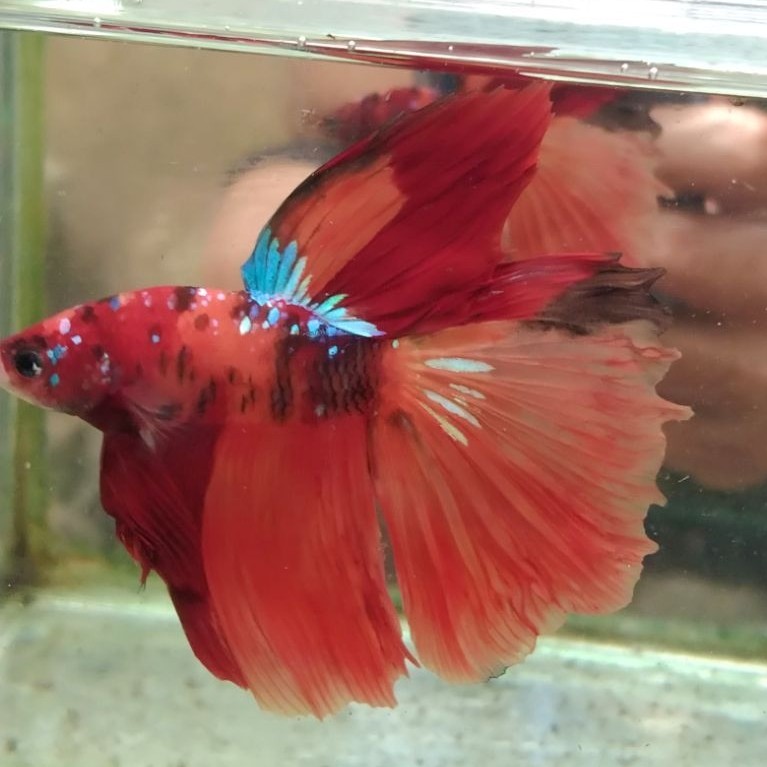 ikan cupang hias aquarium HM multi Size M