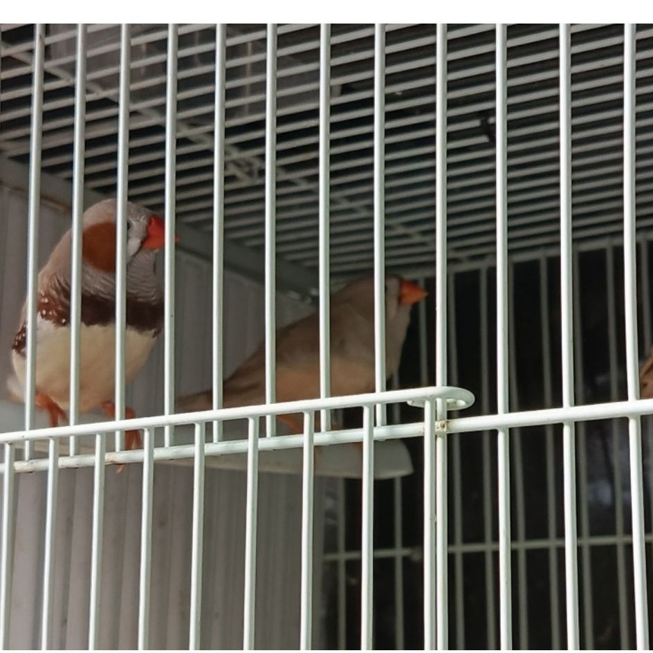 burung zebra Finch Aussie sepasang