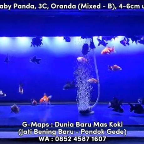 Ikan Mas Koki Baby Panda, 3C, Oranda (Mixed - B), 4-6cm up