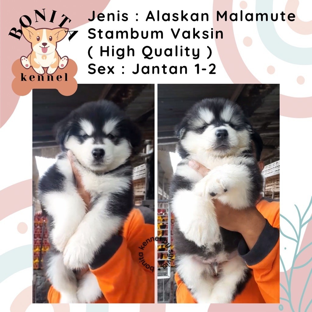 Alaskan Malamute Stambum Jantan Betina Anak Anjing Alaska Malamute Malamut