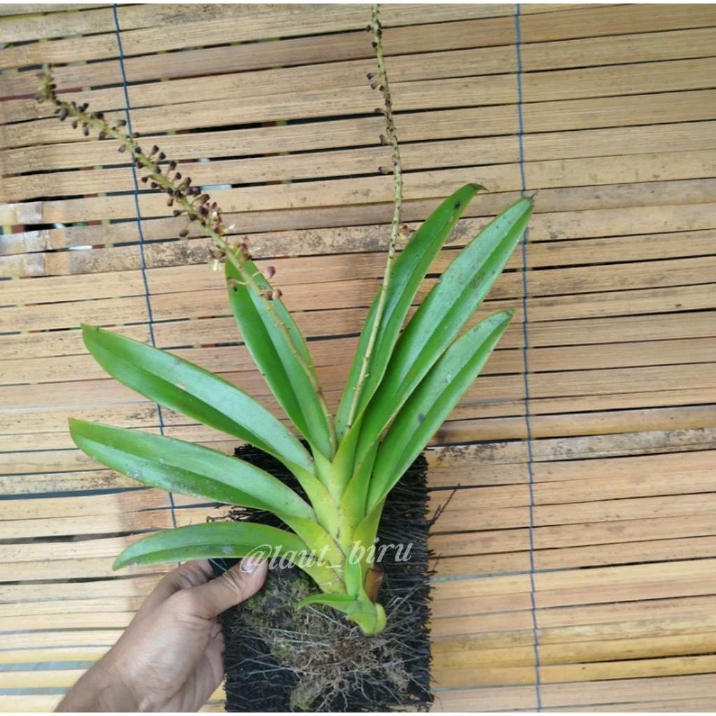 Anggrek Vanda Asco anggrek Vanda Lokal bunga wangi
