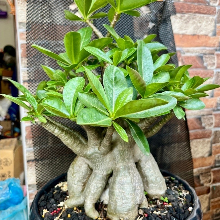 adenium Godji x Monstrasiam