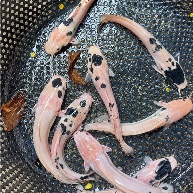 Ikan Lele Hias Albino Putih Bule & Belang Corak Bintik Hitam - Ikan Unik Aquarium Aquascape Kolam