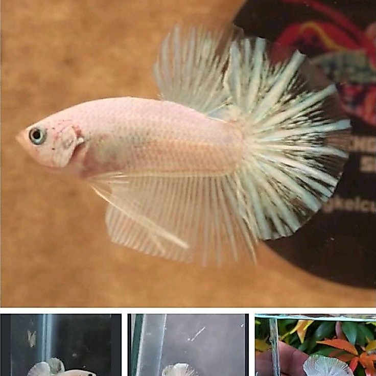 ikan cupang/betta Hmpk Bester usia 3bulan