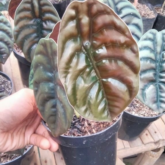 Tanaman Hias Alocasia Cuprea Red Secret Daun Hitam Mengkilap Besar Keladi Tengkorak