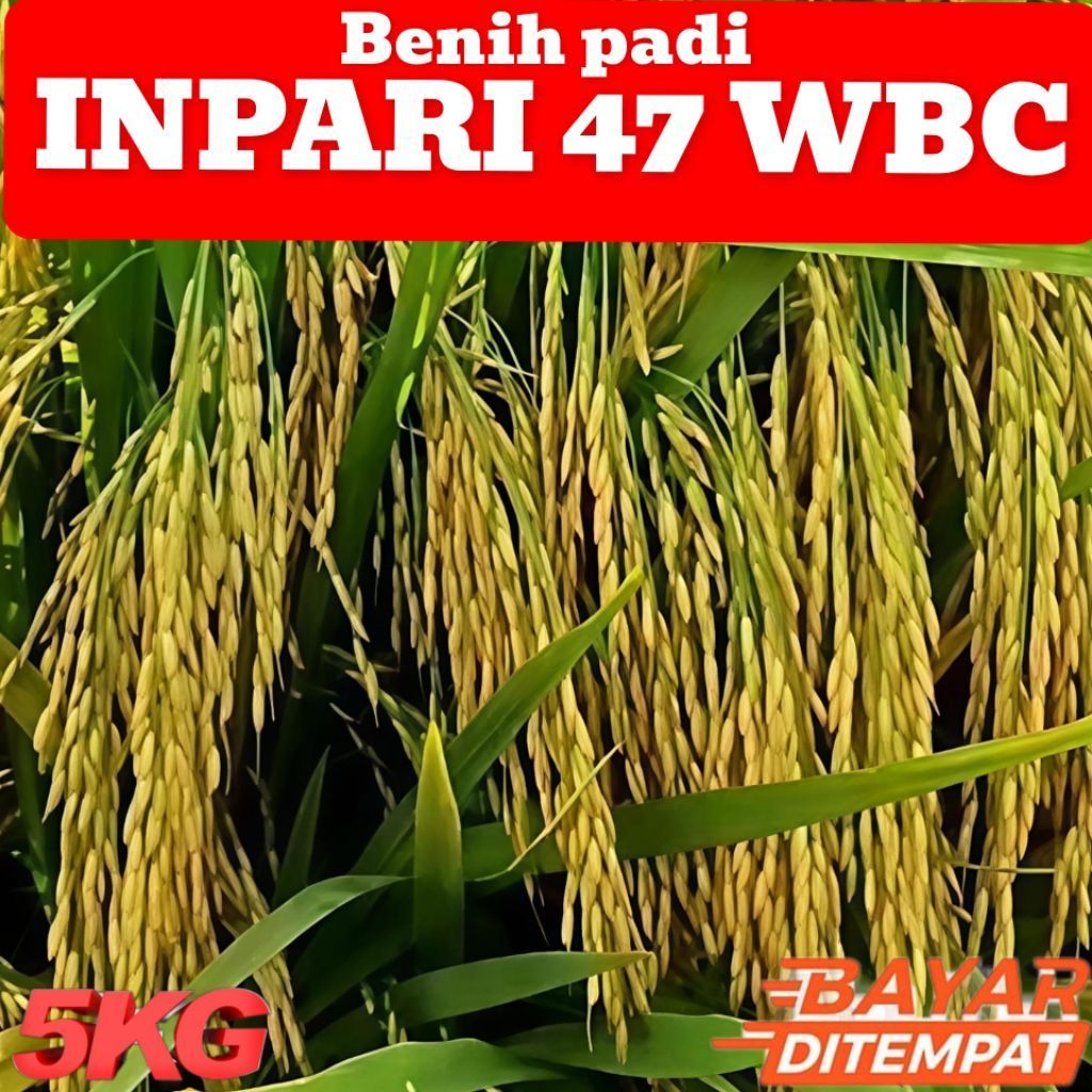 BENIH/BIBIT PADI INPARI 47 WBC ORIGINAL SUPER PREMIUM KEMASAN 5KG