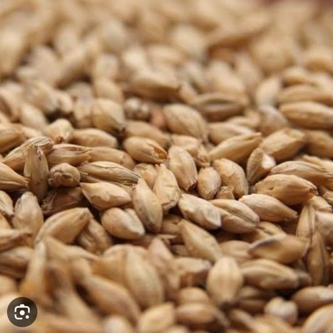 langsung order saja] Imatton weyermann BOHEMIAN PILSNER MALT grain barley