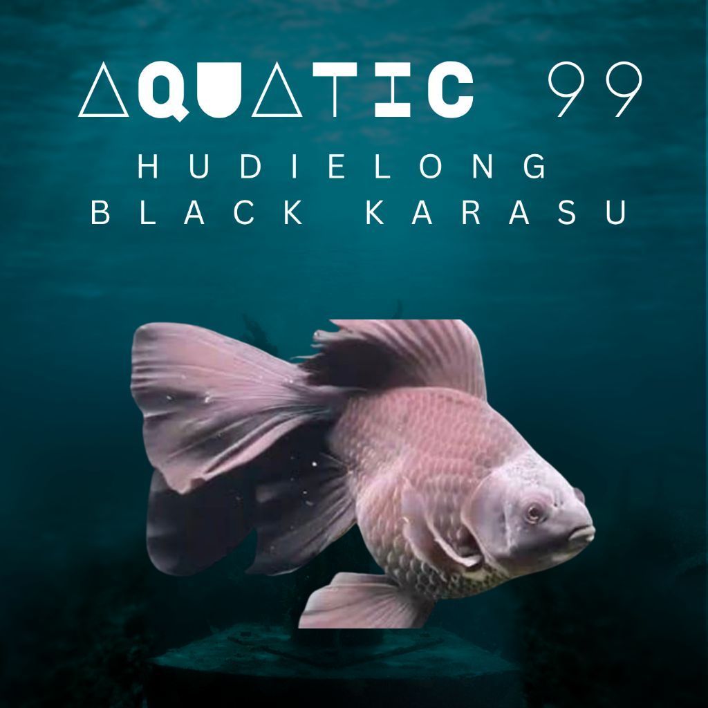 Hudielong Black Karasu import / Koi Butterfly SB 6-8cm