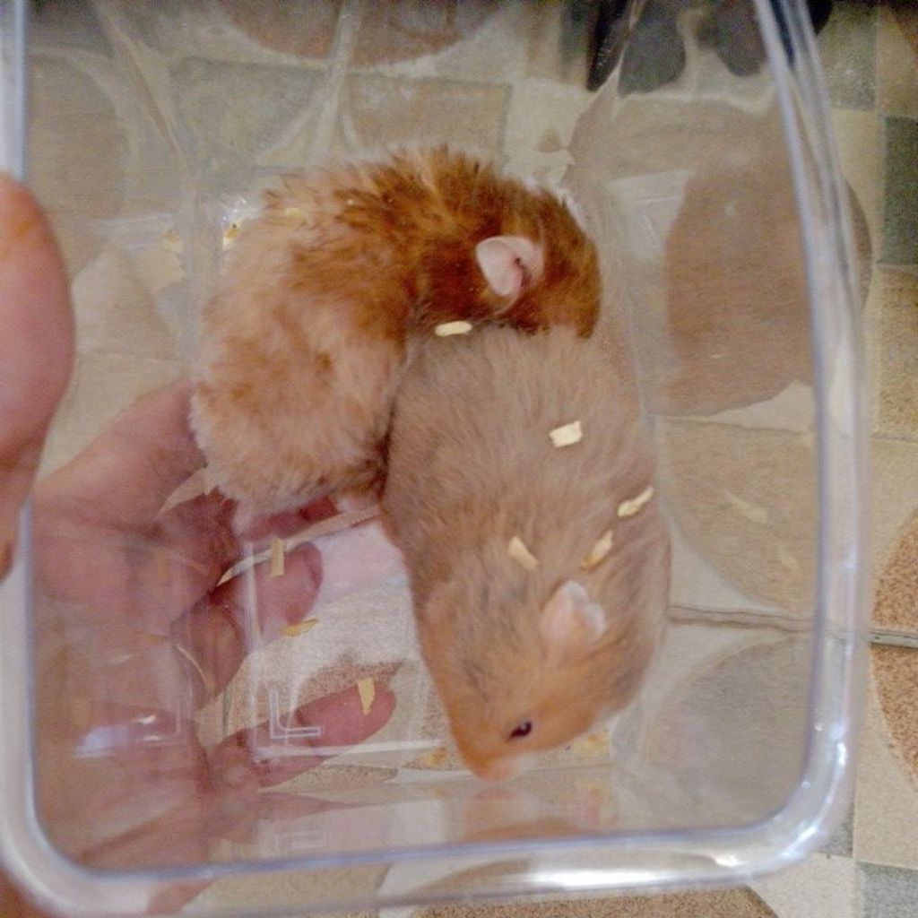 hamster betina siap kawin
