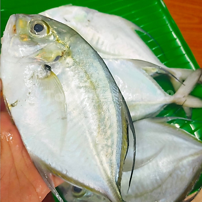 Ikan kuwe segar langsung dari pasar anyar bogor