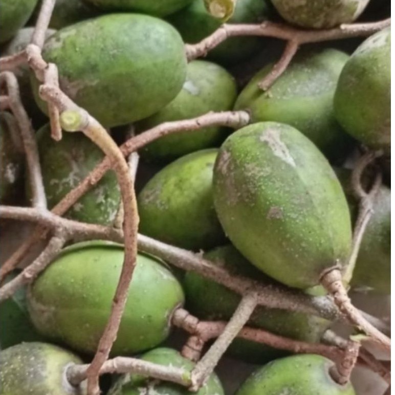Buah Dondong Mini  tanpa biji 1 kg fress