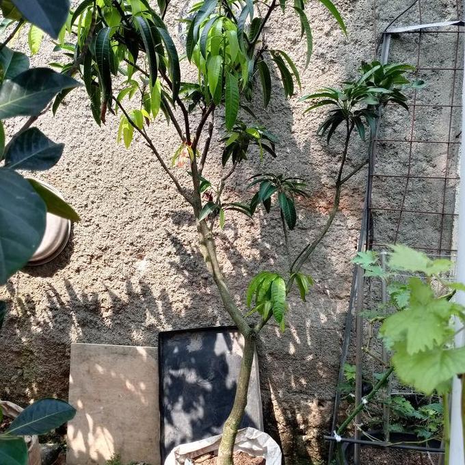 Pohon Mangga Miyazaki / Bibit Mangga Miyazaki / Mangga Miyazaki