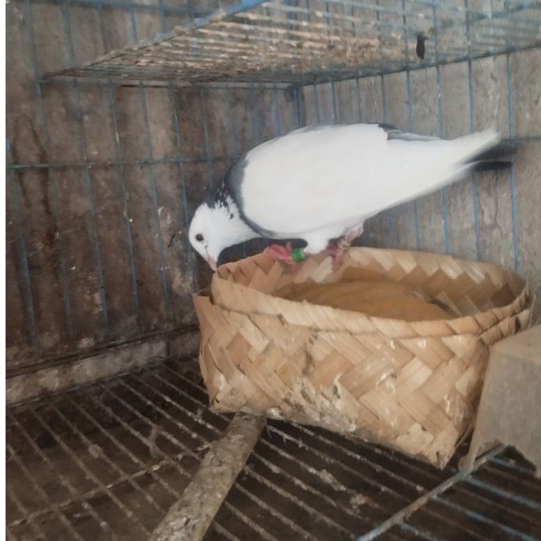 Merpati Blantong Betina  Balap Doble Ring