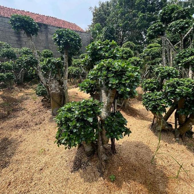 Tanaman Hias Bonsai Dolar Besar / Pohon Bonsai Berkarakter Mini