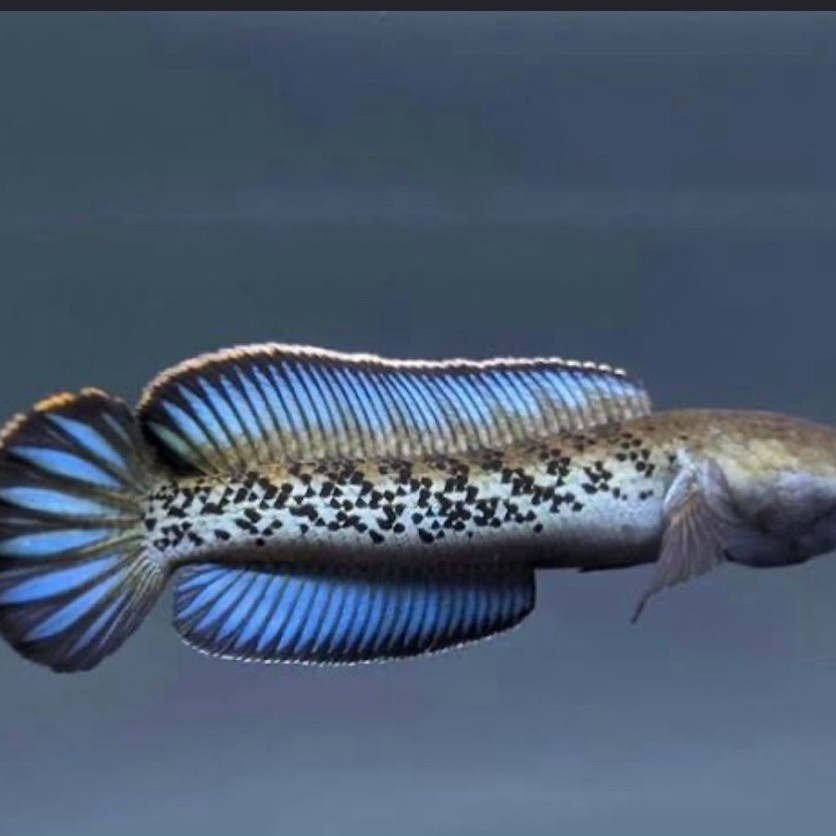 patung channa stewarti