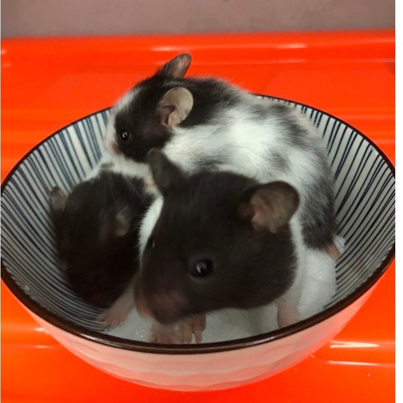 Hamster syrian varian Panda — Si Lucu Becorak Hitam & Putih