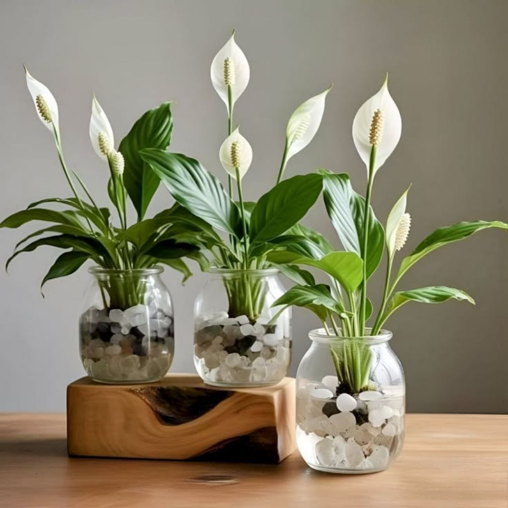 Pohon sepatufilum bunga putih/bibit peace lily