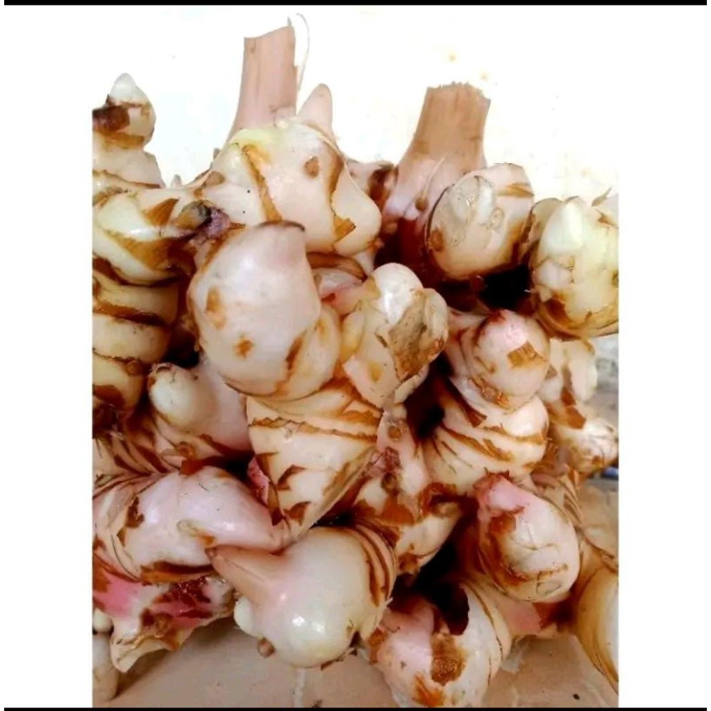 

lengkuas laza segar bumbu dapur (1kg)