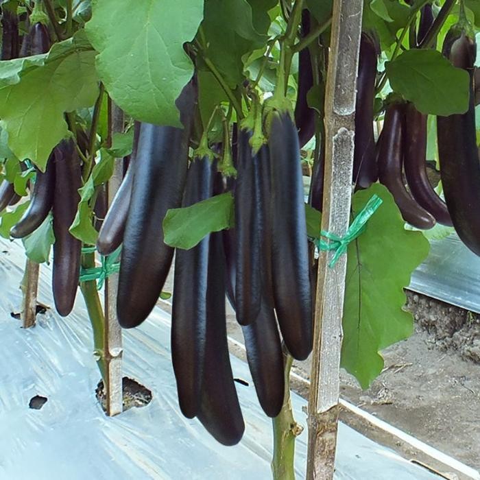 [Cod] - 20 Biji - Benih Terong Ungu Lezata F1 Cap Panah Merah - Bibit Sayuran - Benih Sayuran Paket 