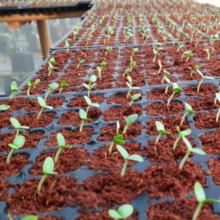 Cod - Tray Semai Bibit Sayuran, Bunga, Lubang 105, 128, 200 Media Tanam Semai Benih Satuan