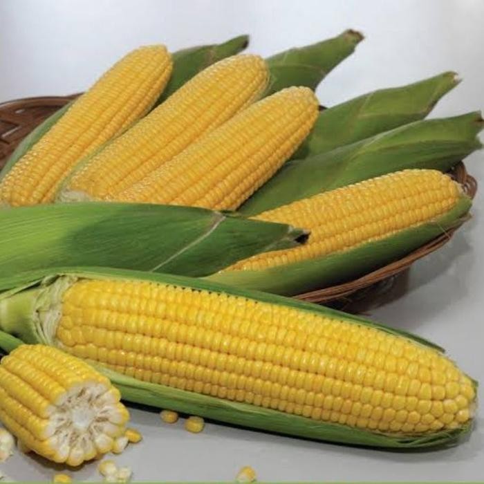 Cod - 25 Biji - Benih Jagung Manis Jaguar F1 - Bibit Sayuran Benih Sayuran