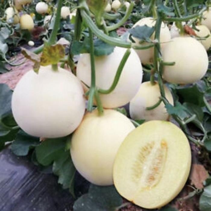 Cod - 2 Biji - Benih Melon Putih Honeydew Bibit Melon Madu Import
