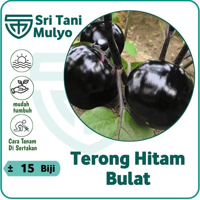 [Cod] - 15 Biji - Terong Bulat Hitam Fullness Terong Jepang