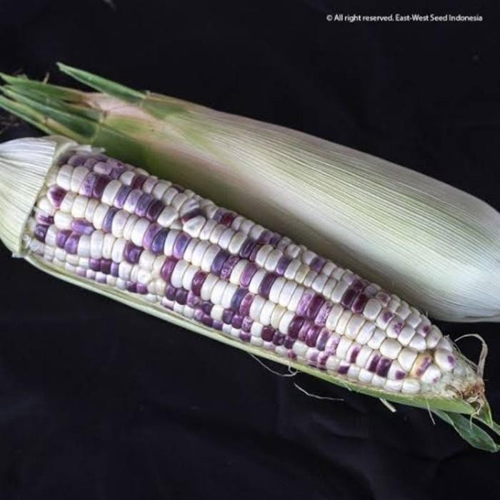 Cod - 15 Biji - Benih Jagung Ketan Rasanya F1 - Jagung Belang Jagung Ungu