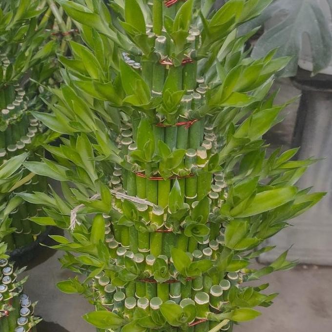 New Edition Tanaman Hias Bambu Hoki Susun 7 Jumbo/Sri Rejeki