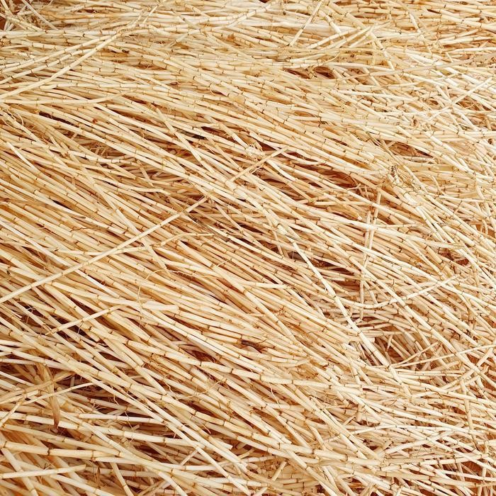 

LS akar alang-alang segar kemasan 1kg fresh herbal organik