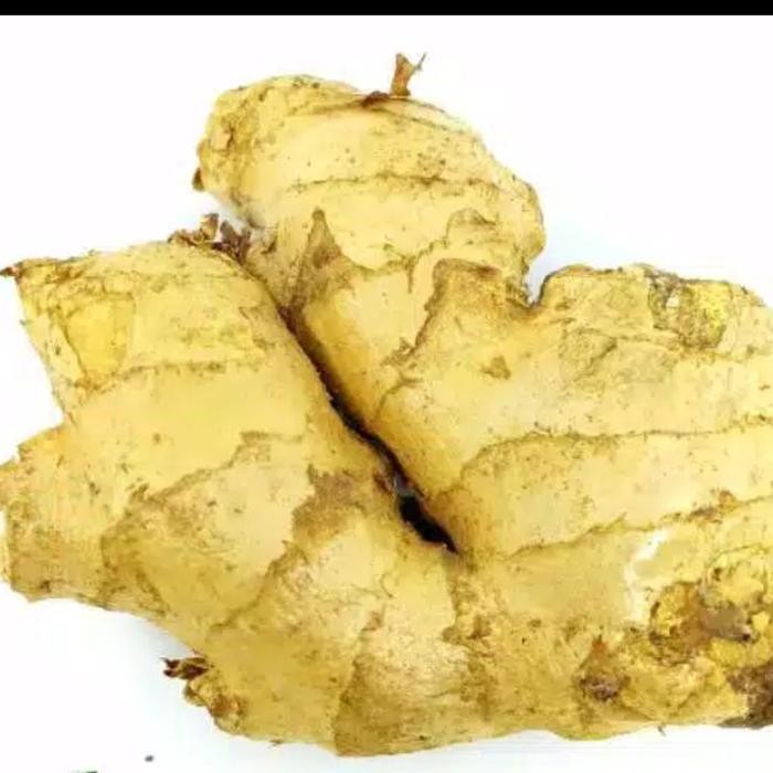 

LS jahe gajah besar segar