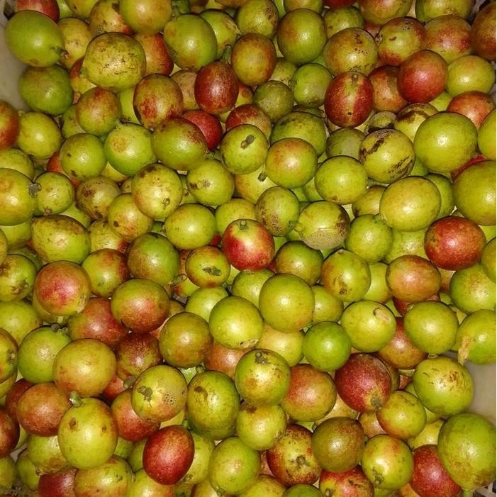 

LS Matoa Pati Fresh Segar Manis