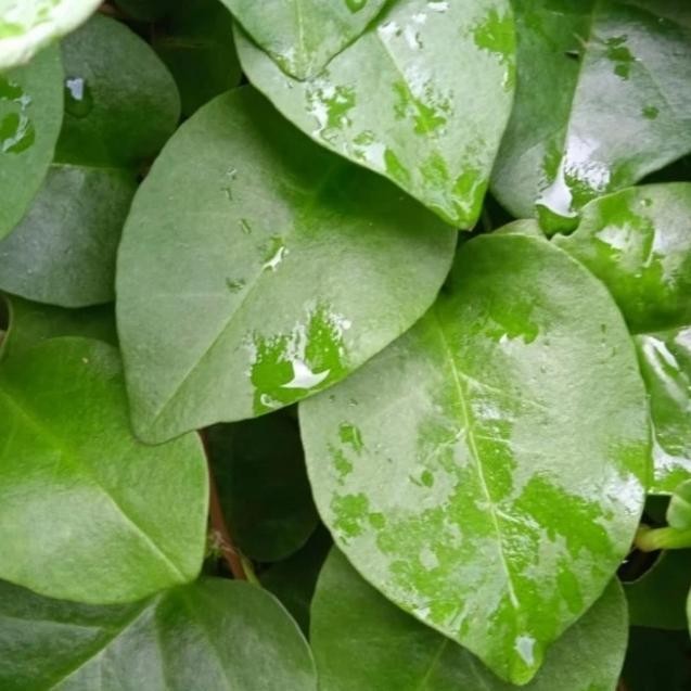 

LS daun binahong hijau segar