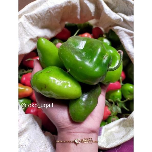 

Menarik Cabai Gendot Asli Dieng ( Promo Harga Termurah) Berat 1 Kg