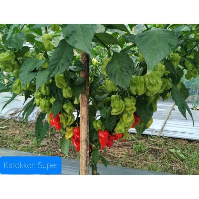

Praktis Biji Cabe Katokkon Super / Cabe Toraja Super Isi 20 Butir