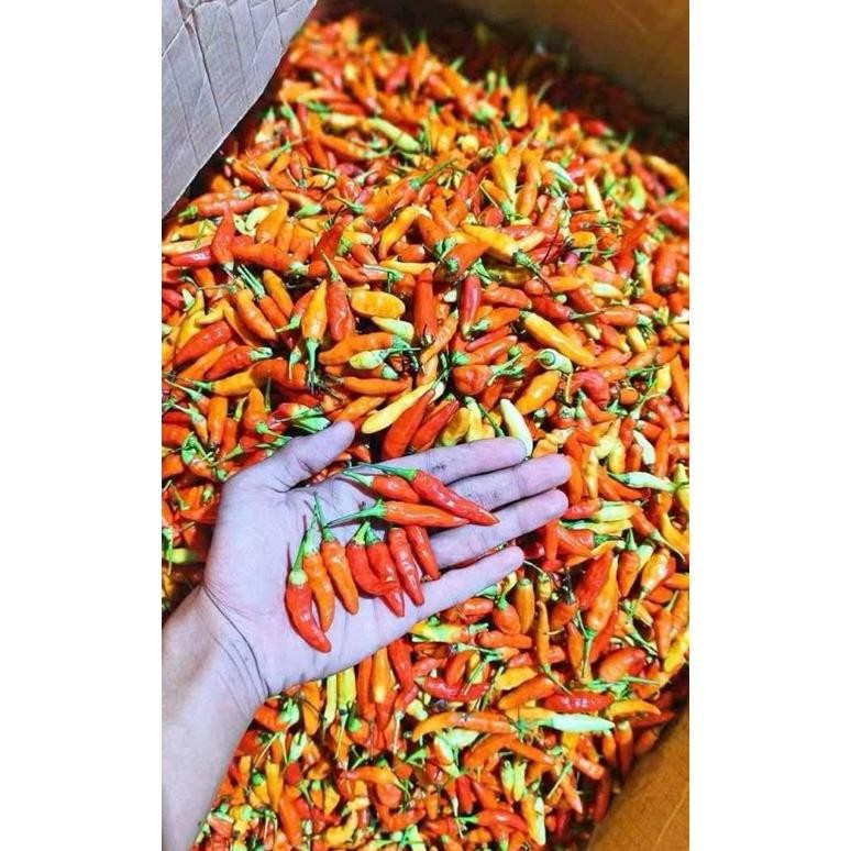 

Keuntungan Cabe Merah Rawit Ori 1Kg