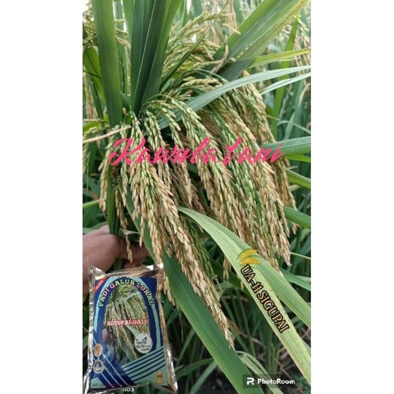 Benih Padi Sigupai Ua11 1Kg Premium
