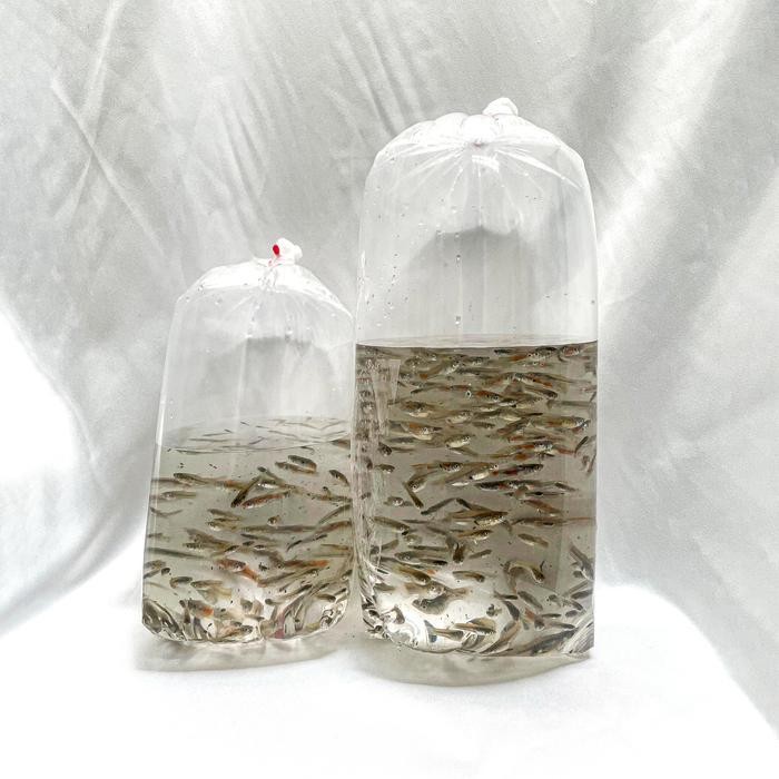 RAS Ikan Cere Hidup Pakan Hidup Predator / Ikan Hias / Ikan Air Tawar