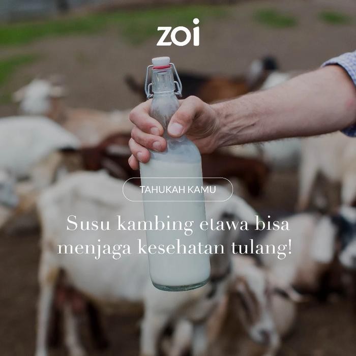

DD [Beli 3 Dapat 6 Sachet] ZOI GOLDEN MILK Susu Herbal Susu Sehat Susu Kambing, Jahe dan Kunyit - Susu Kambing Etawa