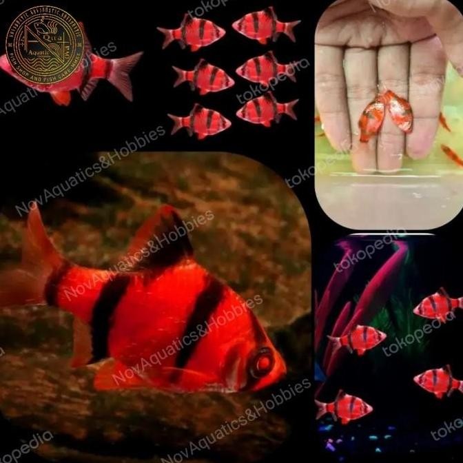 Tiger Barb / Sumatra Tiger / Hiasan Aquarium