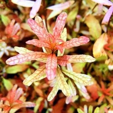 ludwigia inclinata brown ( tanaman aquascape )