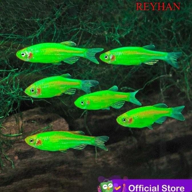 Apple Green Danio Tetra Zebra / Hijau Apel Danio / Ikan Hias Aquascape