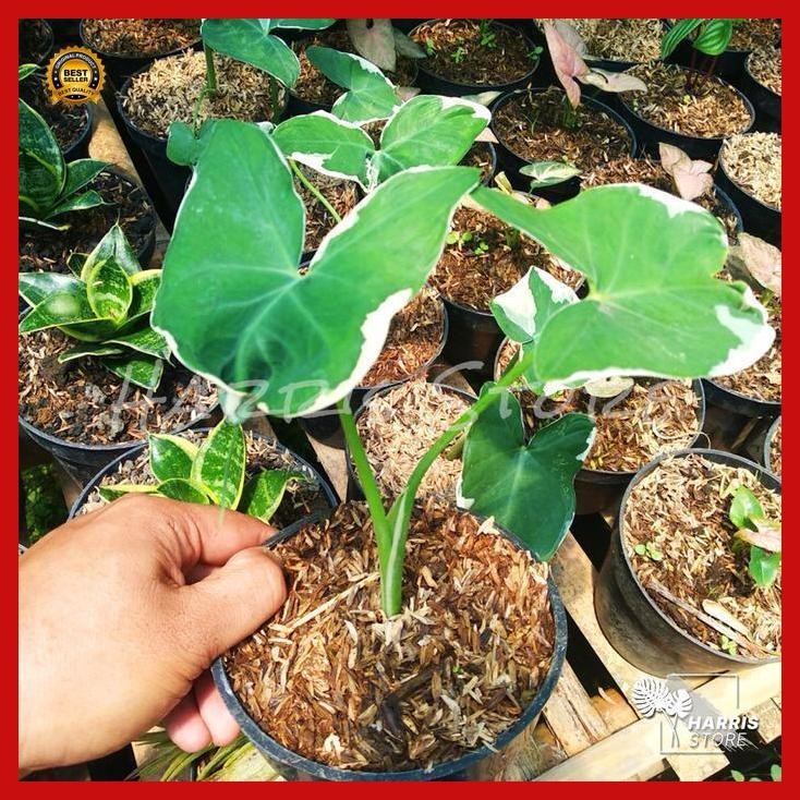 (Diskon) Tanaman Hias Keladi Tikus / Kantong Semar Varigata - Xanthosoma Atro Bestseller