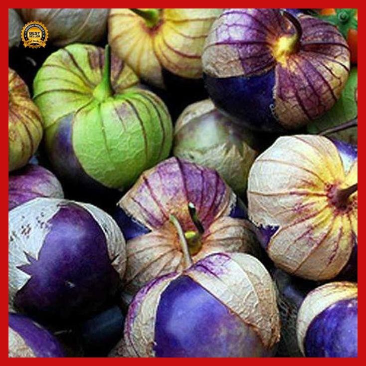 (Promo) Benih Ciplukan / Cecendet Ungu Isi 3 Biji Bestseller