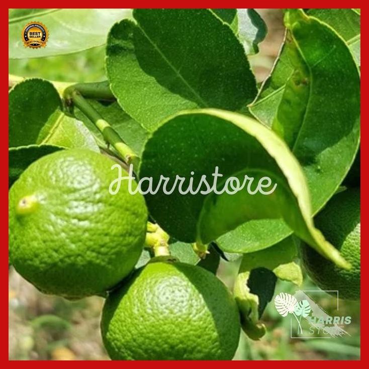 

(Diskon) Bibit Jeruk Limau/ Limo Kondisi Berbuah Pohon Buah Jeruk Sambal Bestseller